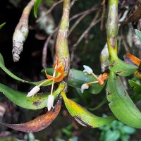 Cylindrolobus lindleyi (Thwaites) Ormerod & C.S.Kumar